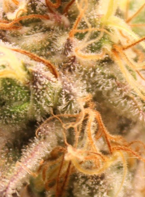 Eternity Grow Cup Cannaseur. Week 14 - Trichomes