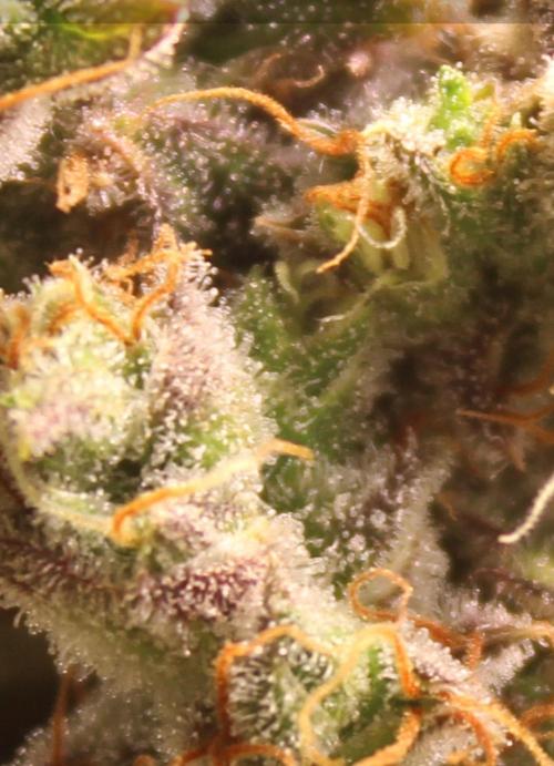 Eternity Grow Cup Cannaseur. Week 14 - Trichomes