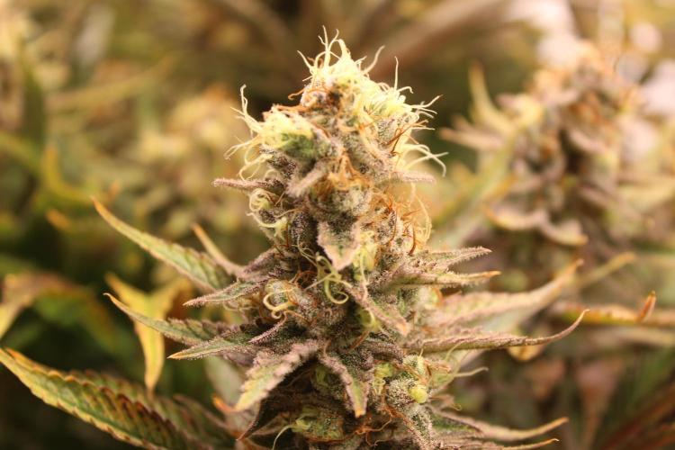 Eternity Grow Cup Cannaseur. Week 14 - Bud