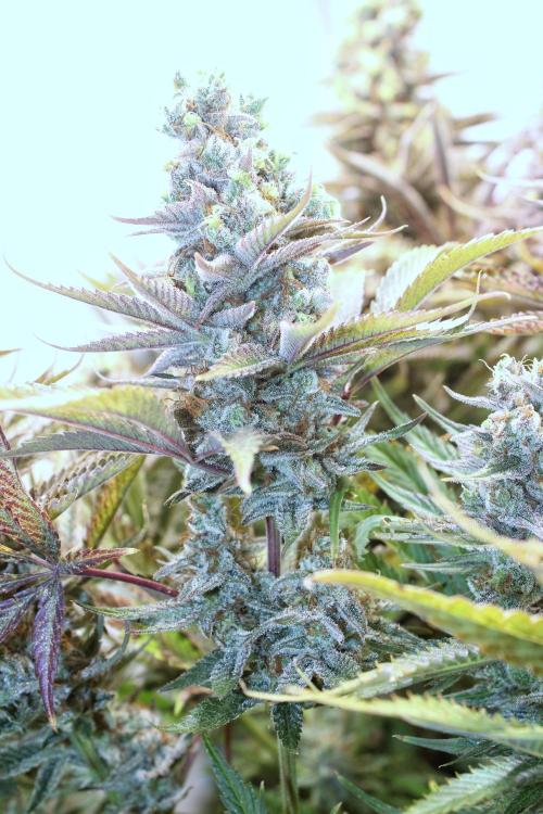 Eternity Grow Cup Cannaseur. Week 15 - A