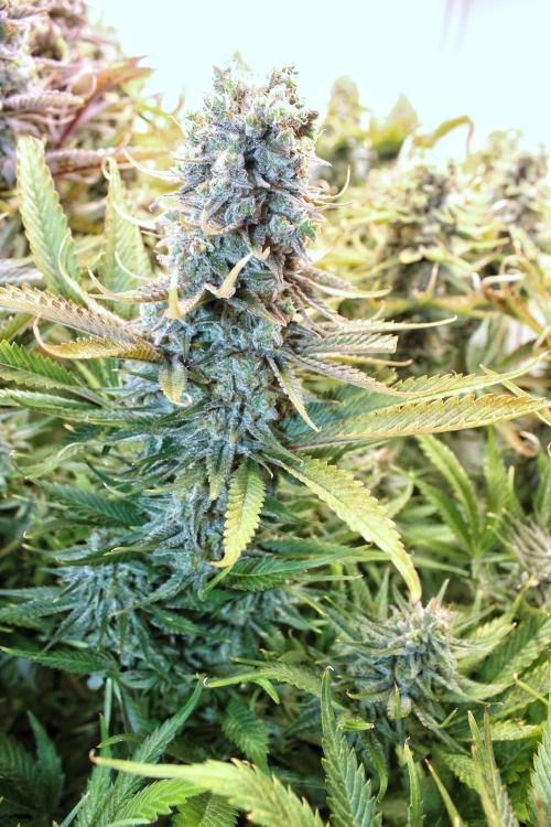 Eternity Grow Cup Cannaseur. Week 15 - A