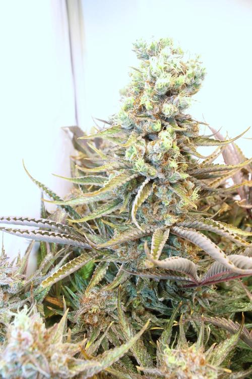 Eternity Grow Cup Cannaseur. Week 15 - S