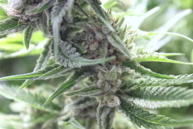Eternity Grow Cup Cannaseur. Week 15 - Ff