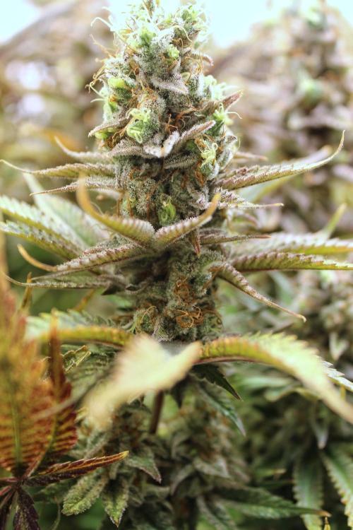 Eternity Grow Cup Cannaseur. Week 15 - G