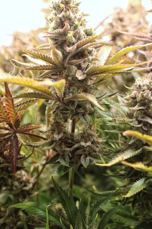 Eternity Grow Cup Cannaseur. Week 15 - Gh
