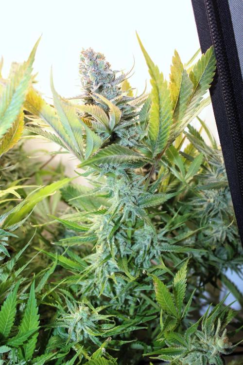 Eternity Grow Cup Cannaseur. Week 15 - R