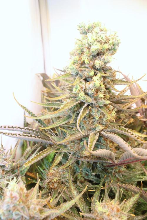 Eternity Grow Cup Cannaseur. Week 15 - Z