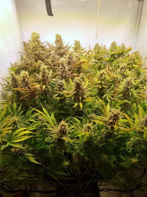 Eternity Grow Cup Cannaseur. Week 15 - Z