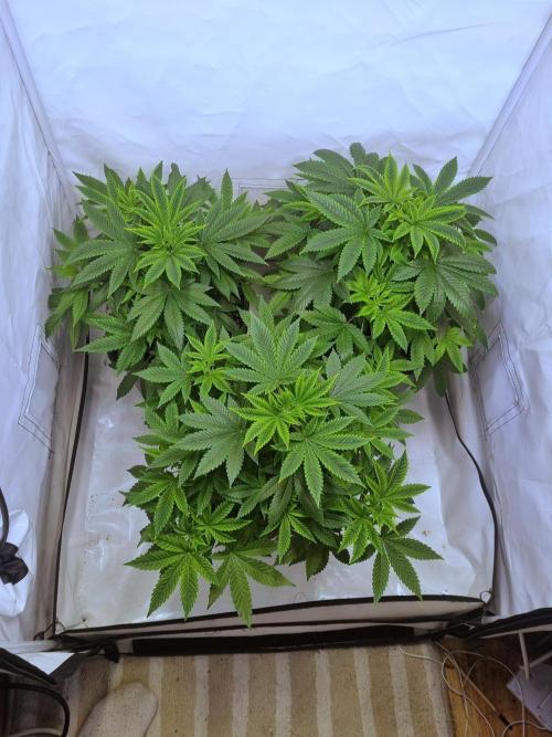 Ganja Farmer Cheese. Week 4 - All 