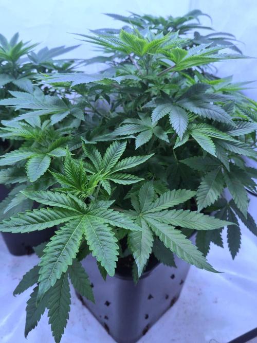Ganja Farmer Cheese. Week 4 - 1