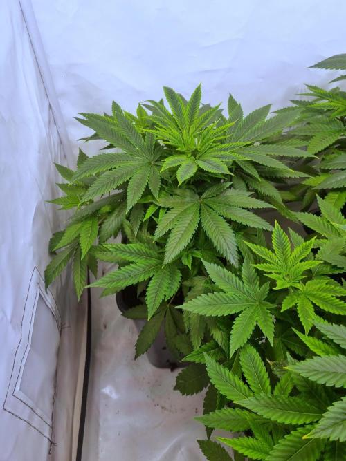 Ganja Farmer Cheese. Week 4 - 2