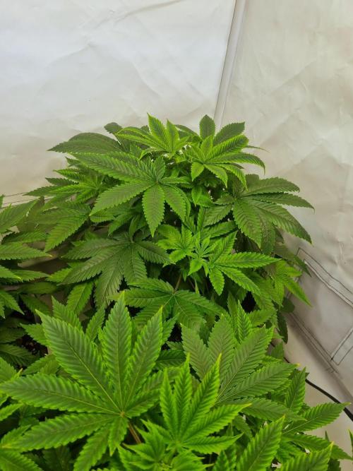Ganja Farmer Cheese. Week 4 - 3