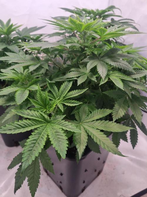 Growpro. Week 4