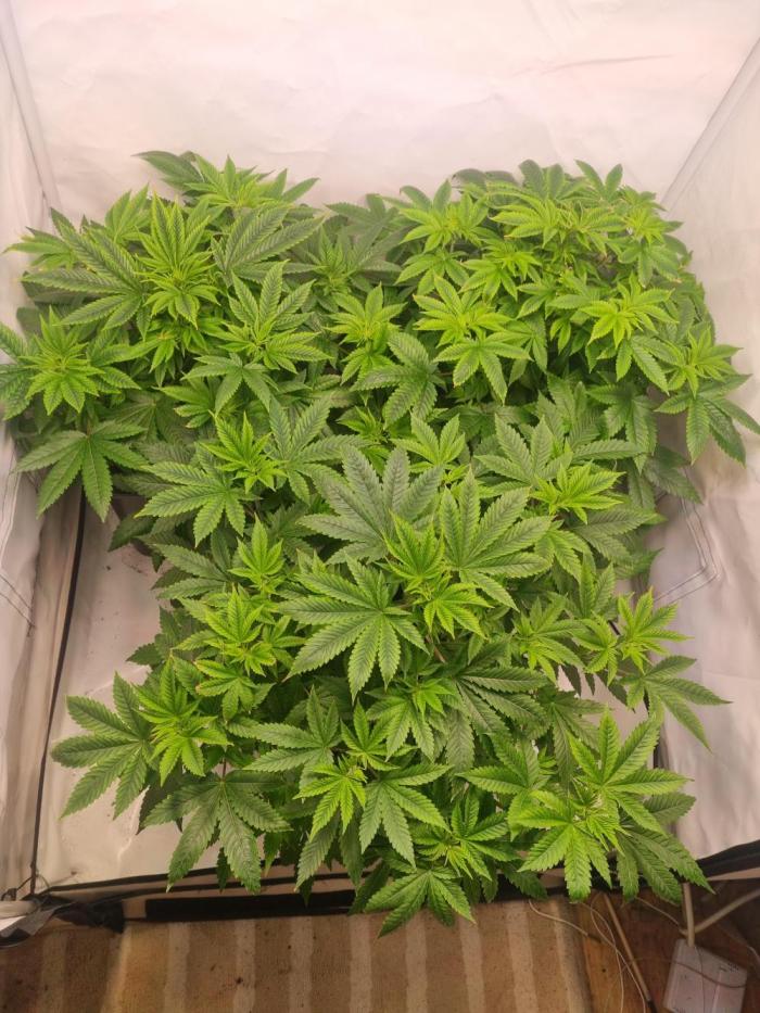 Ganja Farmer Cheese. Week 5 - All tohether 