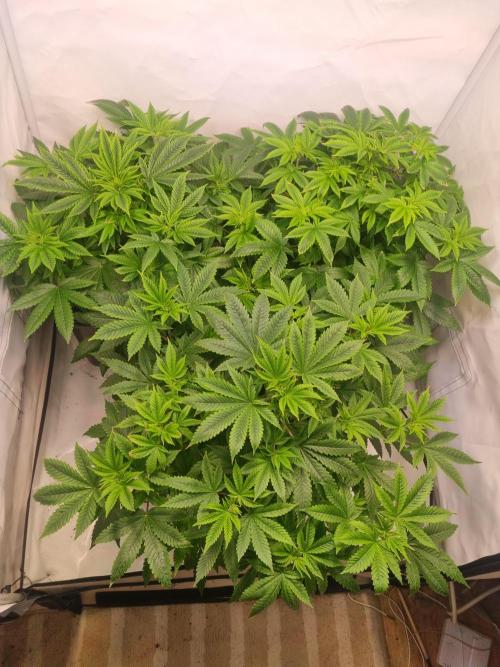 Growpro. Week 5