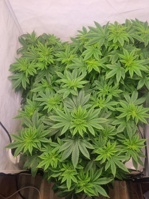 Ganja Farmer Cheese. Week 6