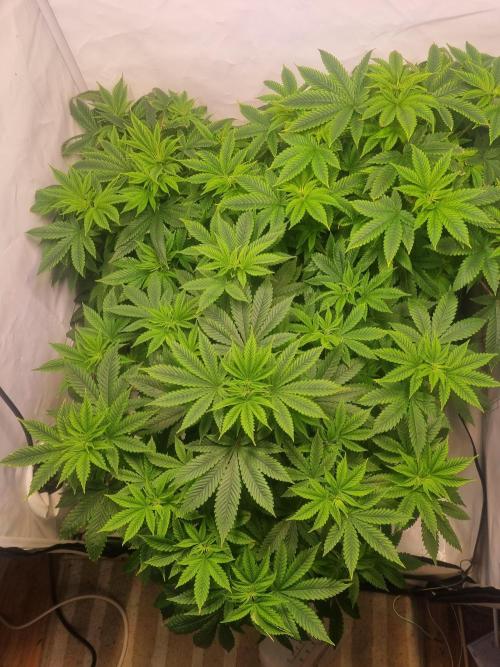 Growpro. Week 6