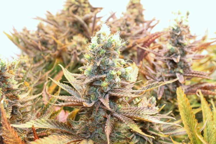 Eternity Grow Cup Cannaseur. Week 16 - 1