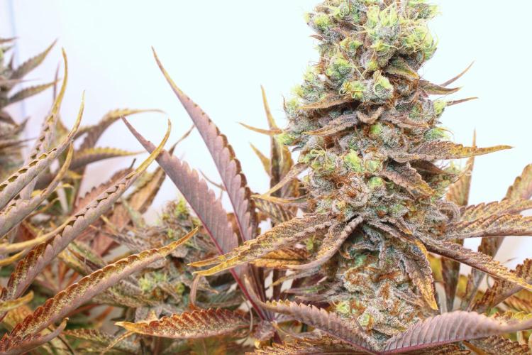 Eternity Grow Cup Cannaseur. Week 16 - 3