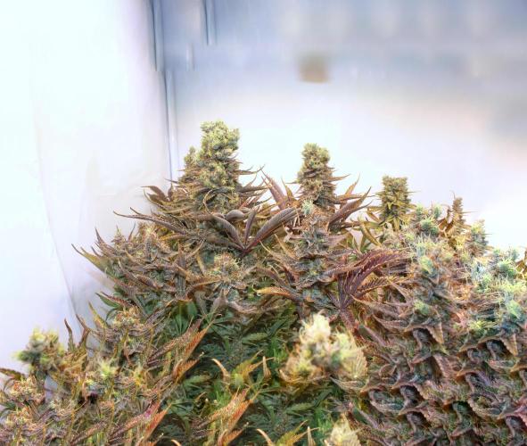 Eternity Grow Cup Cannaseur. Week 16 - All