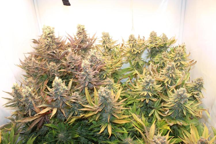 Eternity Grow Cup Cannaseur. Week 16 - All