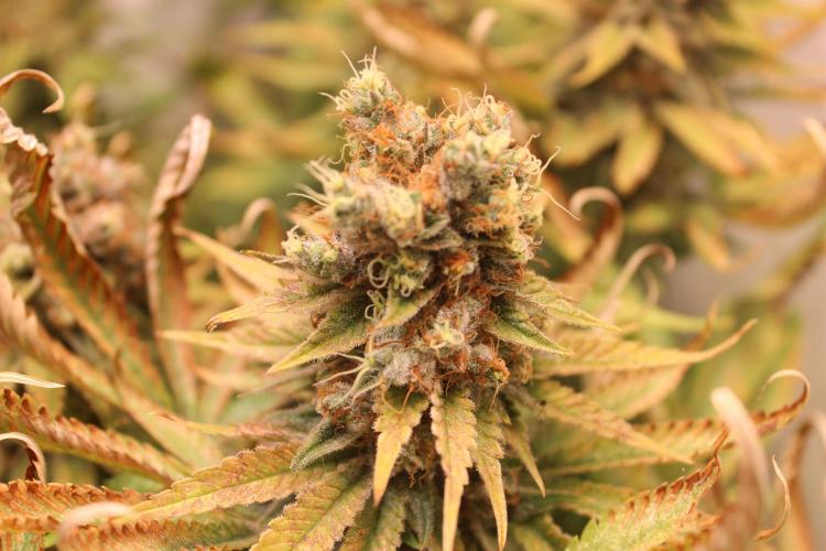 Eternity Grow Cup Cannaseur. Week 16 - 2