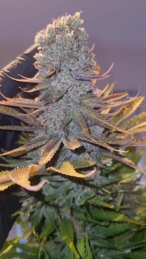 Eternity Grow Cup Cannaseur