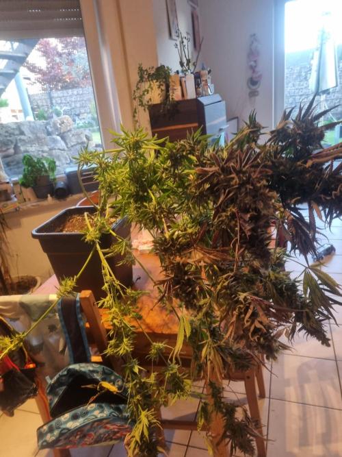 Eternity Grow Cup Cannaseur. Week 16 - 2