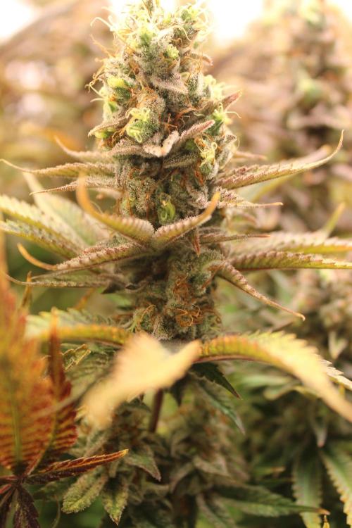 Eternity Grow Cup Cannaseur. Week 16 - 1