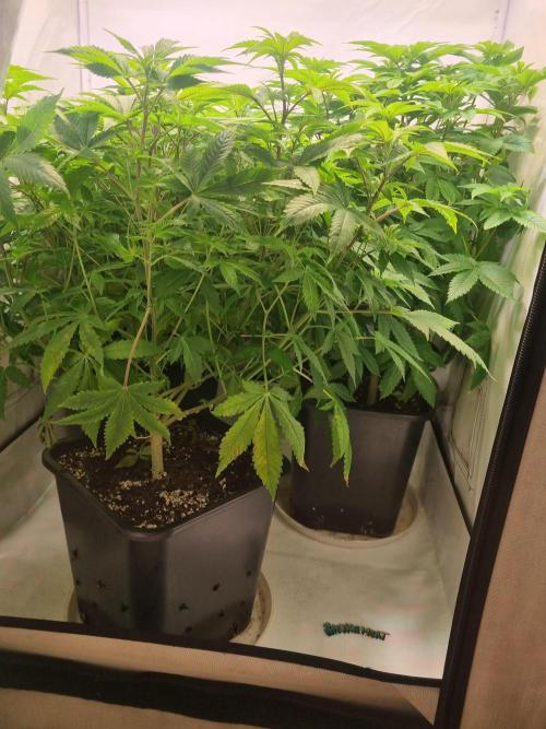 Ganja Farmer Cheese. Week 7 - Side 