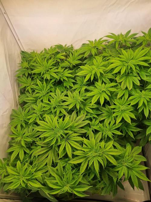 Growpro. Week 7