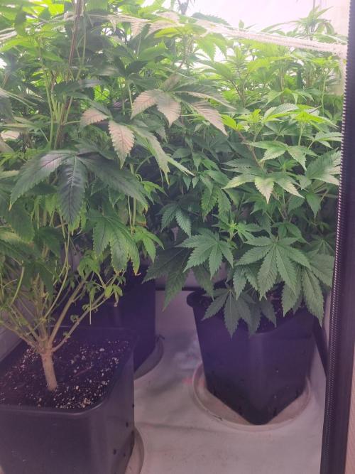 Ganja Farmer Cheese. Week 8 - Side