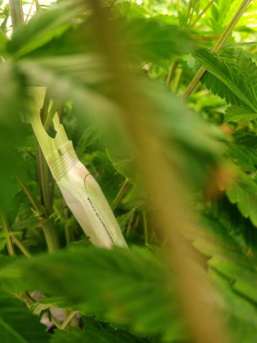 Ganja Farmer Cheese. Week 8 - Predatory mites