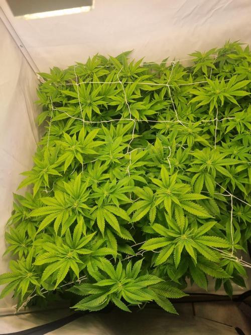 Growpro. Week 8