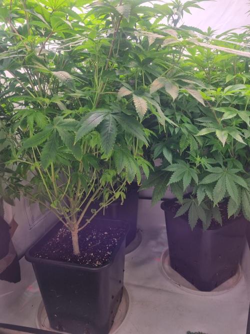 Ganja Farmer Cheese. Week 10