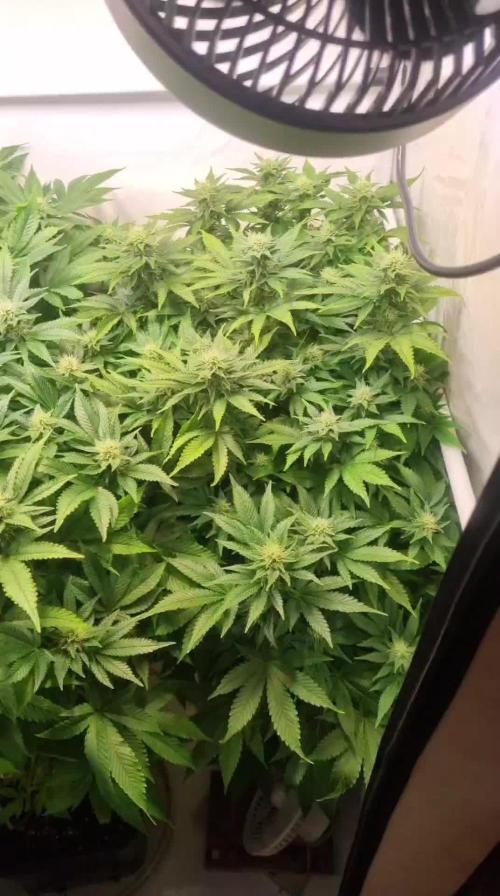 Ganja Farmer Cheese