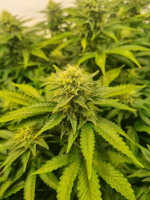 Ganja Farmer Cheese. Week 12 - J