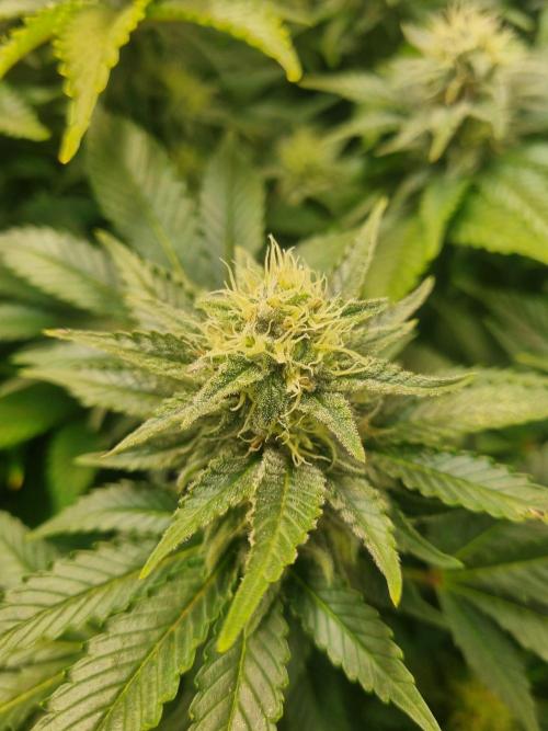 Ganja Farmer Cheese. Week 12 - D