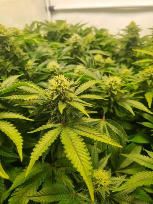 Ganja Farmer Cheese. Week 12 - T