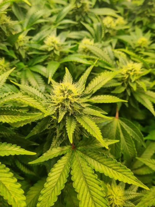 Ganja Farmer Cheese. Week 12 - Ff