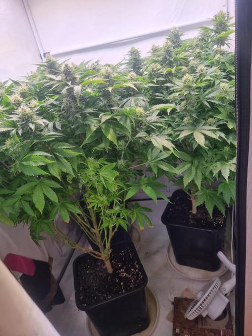 Ganja Farmer Cheese. Week 12 - 4