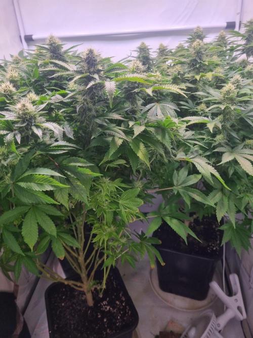 Ganja Farmer Cheese. Week 12 - 6