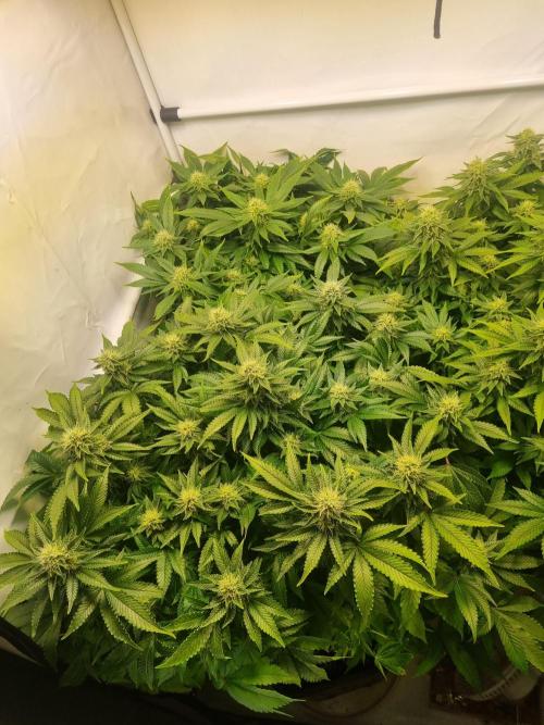 Ganja Farmer Cheese. Week 12 - T