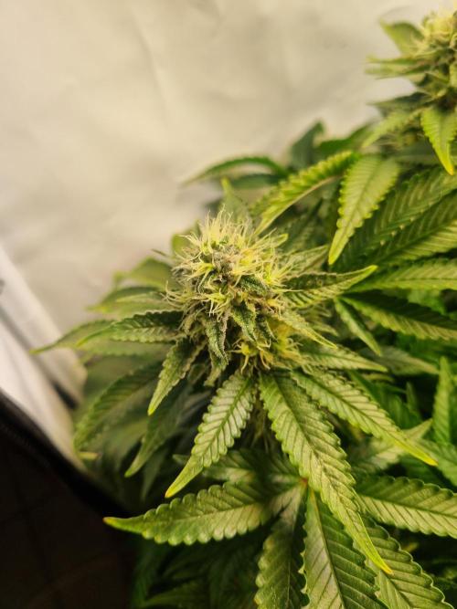 Ganja Farmer Cheese. Week 13