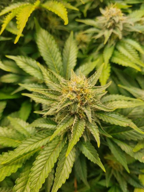 Ganja Farmer Cheese. Week 13