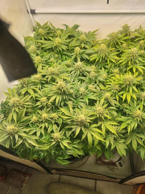 Ganja Farmer Cheese. Week 13