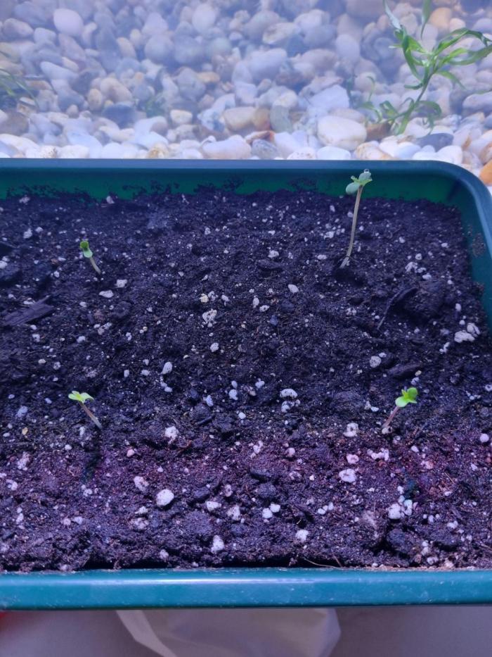 Tangerine Dream and Blueberry og. Week 0