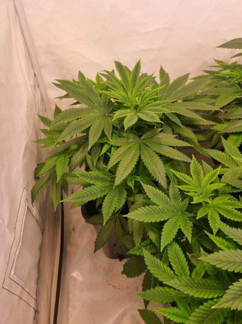 Tangerine Dream and Blueberry og. Week 5