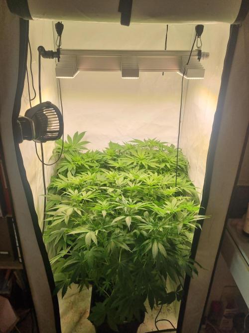 Tangerine Dream and Blueberry og. Week 7 - Wow