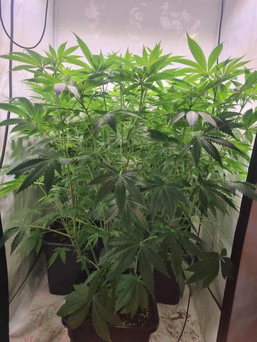 Tangerine Dream and Blueberry og. Week 7